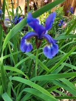 Hohe Irispflanzen Sachsen - Klipphausen Vorschau