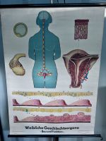Rollkarte Schulkarte Frau weibliche Geschlechtsorgane Biologie Schwerin - Görries Vorschau