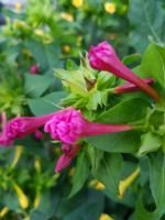 Wunderblume Blühpflanze bis zum Frost Niedersachsen - Vordorf Vorschau