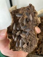 Porcellio spatulatus Zierasseln Niedersachsen - Barsinghausen Vorschau