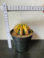 Gymnocalycium variegata 8cm Kaktus Dortmund - Innenstadt-West Vorschau