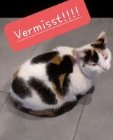 Katze in Ladbergen vermisst Nordrhein-Westfalen - Ladbergen Vorschau