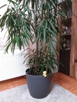 Pflanze Ficus Benj Bayern - Straubing Vorschau