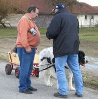 Zughunde-Ausbildung Kurs Hundewagen Bayern - Wallersdorf Vorschau