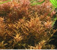 Aquarium Aquarienpflanze Rotala rotundifolia Rundblättrige Rotala Baden-Württemberg - Pliezhausen Vorschau