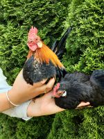 1 Hühner Paar. Ein Hahn+eine Henne /Zwerghühner Hessen - Ehringshausen Vorschau
