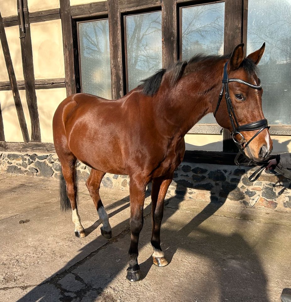 XXL Reitpony! Platz vor Preis! in Elsterwerda