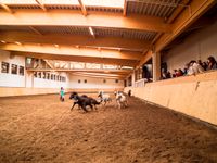 REITLEHRER (M/W/D) Sachsen-Anhalt - Arnstein Vorschau