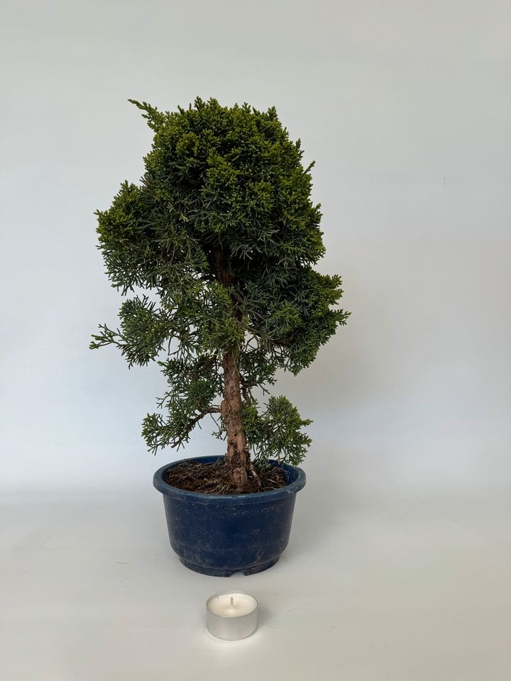 Bonsai Pre Bonsai Juniperus chinensis in Böhl-Iggelheim