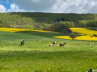 Pferdebox Offenstall Paddock Niedersachsen - Halle (Holzminden) Vorschau