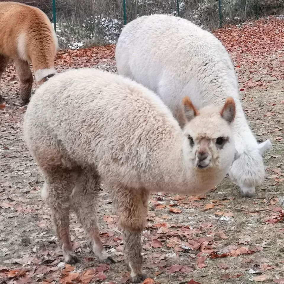 Alpakahengst mit viel Farbe, bildschön gezeichnet! in Tecklenburg