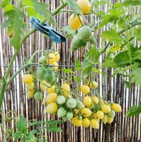 Tomaten Setzlinge Berry`s Crazy Cherry, bio, Multiflora, gelb Bayern - Rieden b Kaufbeuren Vorschau