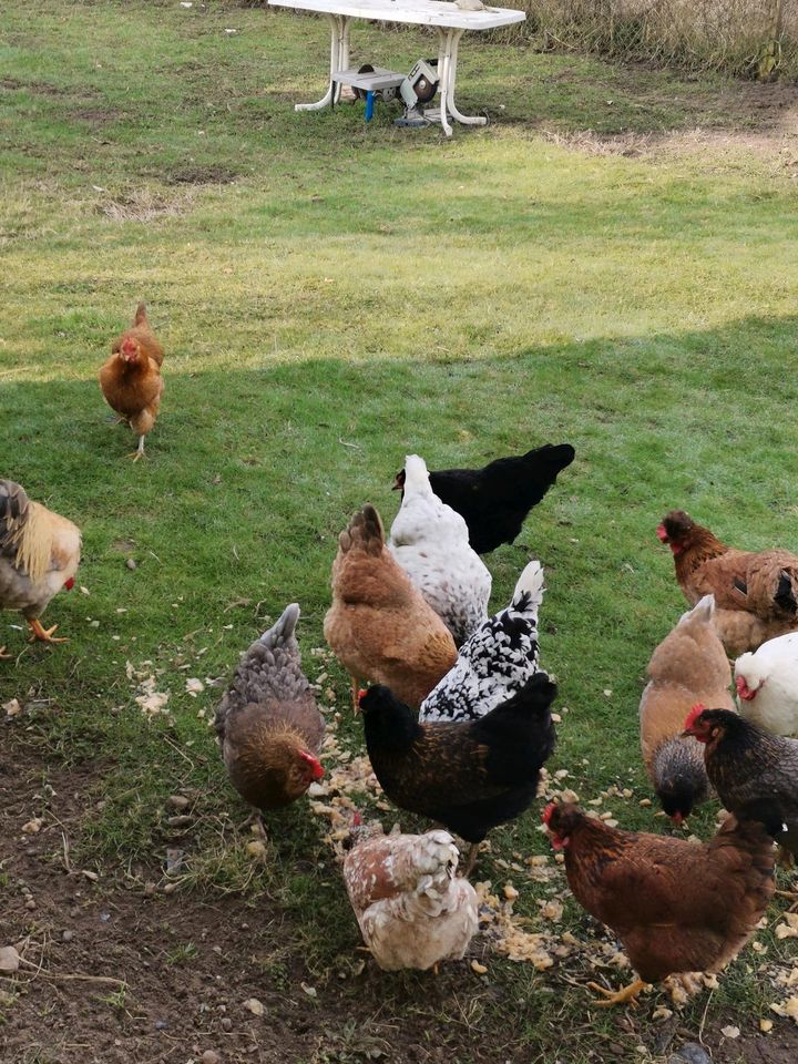 Bruteier von glücklichen Hühnern in Perleberg