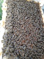 Bienenvölker auf Dadant Baden-Württemberg - Bopfingen Vorschau