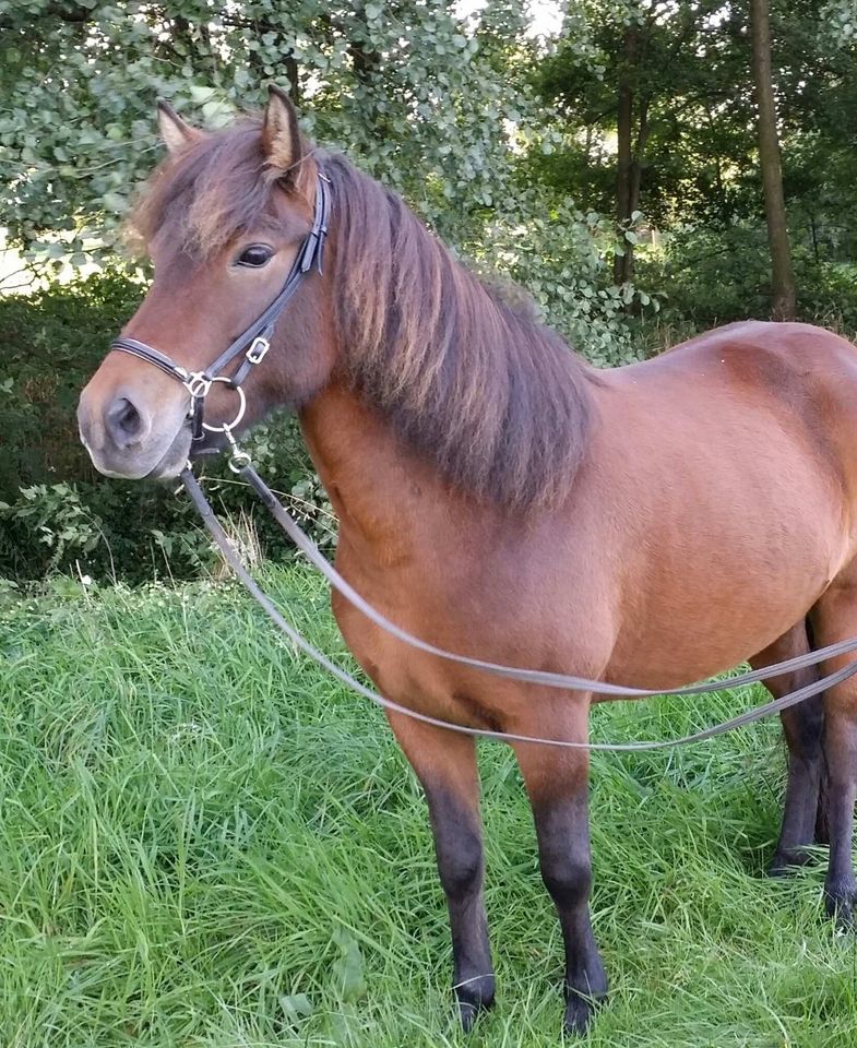 Reitbeteiligung auf Islandpferd Isi-Stute in Buchholz in der Nordheide