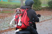 Hundetrage-Rucksack Doc Carrier rot gebraucht Rheinland-Pfalz - Koblenz Vorschau