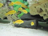 Malawibuntbarsche "Labidochromis Yellow" Baden-Württemberg - Murr Württemberg Vorschau