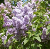 Blau Flieder Strauch - Syringa vulgaris, jetzt im FrühjahPflanzen Baden-Württemberg - Heidelberg Vorschau