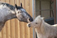 Stallhilfe, Nebenjob, Minijob, Stall, Pferd, Reiterhof, Helfer Bayern - Unterdießen Vorschau