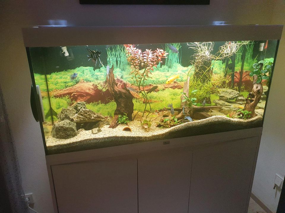 Komplett Aquarium in Wutha-Farnroda