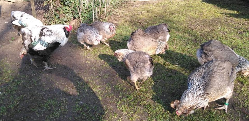 Araucana, silberhalsig in Wollin bei Brandenburg an der Havel