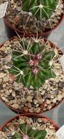 4 Ferocactus stainesii pilosus, junger Kaktus Nordrhein-Westfalen - Jülich Vorschau