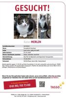 VERMISST wird Kater Merlin 99338 Plaue Thüringen - Plaue Vorschau