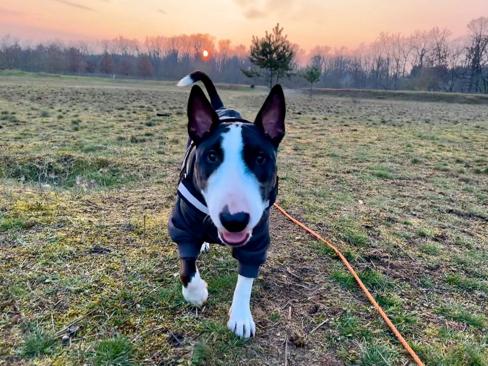 Hundebetreuung in Hoppegarten