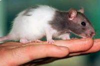 Suche Ratten als Haustier !!!! Rheinland-Pfalz - Kirchen (Sieg) Vorschau