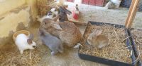 Junge Kaninchen Hasen Dorfmix Mecklenburg-Vorpommern - Gnoien Vorschau