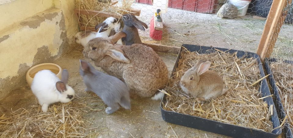 Junge Kaninchen Hasen Dorfmix in Gnoien