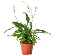 Pflanze Spathiphyllum, Grünpflanze mit Blüten, Büropflanze Nordrhein-Westfalen - Mülheim (Ruhr) Vorschau