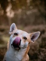 Eddie - ein Herz auf vier Pfoten sucht euch! Niedersachsen - Ilsede Vorschau