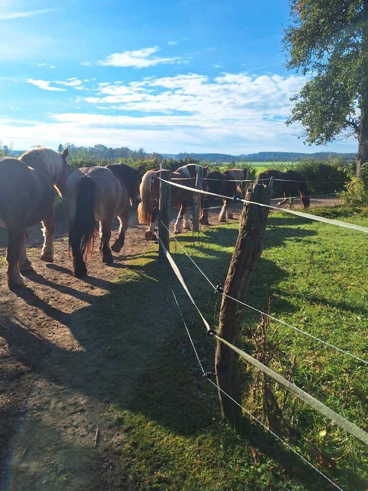 Reitbeteiligung auf Kaltblut in Kraiburg am Inn