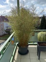 Großer Bambus, Schnäppchen! Premium Sorte Nordrhein-Westfalen - Essen-West Vorschau