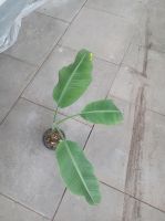 Musa yunnanensis - Yunnan-Banane - 30-50cm Pflanze Nordrhein-Westfalen - Nordkirchen Vorschau