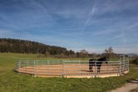 Weidepanel Pony 3.0m mit 5 Querrohren Mobilzaun Panel NEU Sachsen - Görlitz Vorschau