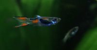 Endler Guppys orangerot, blau (Poecilia wingei) Niedersachsen - Göttingen Vorschau