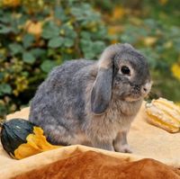 Mini Lop, Minilop, Zwergwidder Zwergkaninchen Mecklenburg-Vorpommern - Neubrandenburg Vorschau