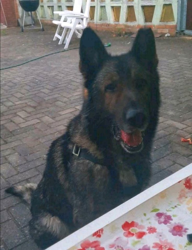 Gnadenplatz gesucht, Rüde,Schäferhund, geimpft,gechipt❤️Bonzo❤️ in Ruhland