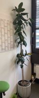 Ficus Elastica,  gewachsener Gummibaum 2m ! Nordrhein-Westfalen - Paderborn Vorschau