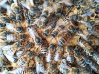 Bienenkönigin von 2024 begattet Bayern - Ursensollen Vorschau