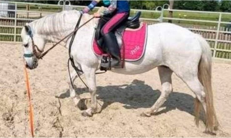 Stabiles Pony Schulpony Führzügelpony Ausreitpony Longenpony in Rotenburg (Wümme)