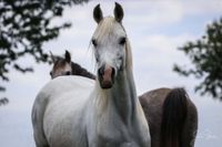 Beistellpferd! Wunderschöne Vollblutaraber Stute - keine Zucht Nordrhein-Westfalen - Nettetal Vorschau