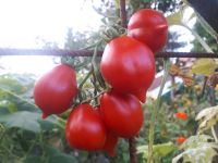 Alte Sorte aus Neapel: Venusbrüstchen, Tomatensamen Niedersachsen - Oldenburg Vorschau