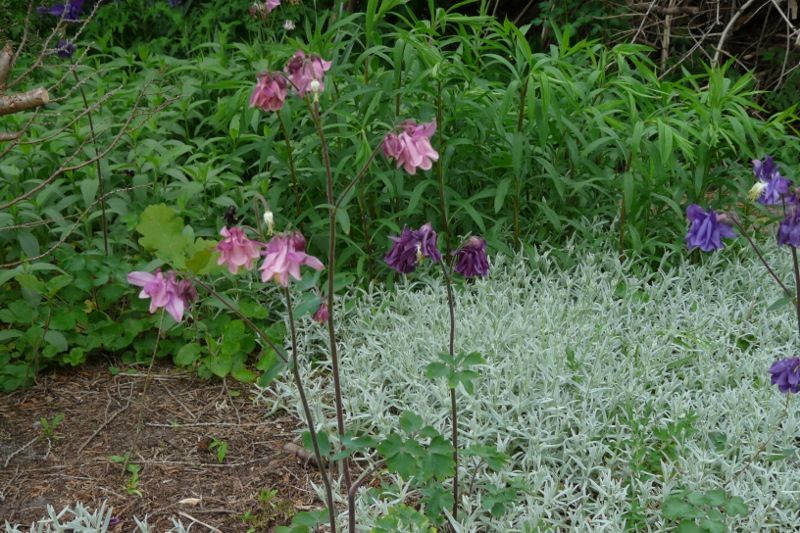 Akelei, Blumenstauden, Stauden, Blühstauden in Eggebek