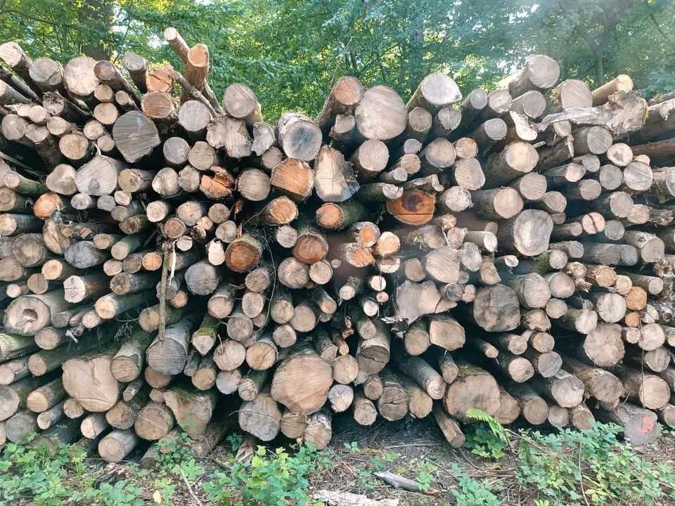 Buche und Esche Stammholz Brennholz Kaminholz zu verkaufen in Nieheim