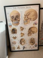 Poster „The Human Skull“ Düsseldorf - Bilk Vorschau