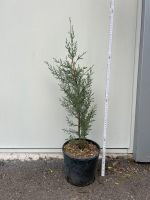 Arizona-Zypresse (Cupressus arizonica) Baden-Württemberg - Gengenbach Vorschau