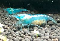 blaue Garnelen, Blue Pearl, Neocaridina Palmata, ab1,20€/Tier Hessen - Friedrichsdorf Vorschau